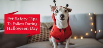 Pet Safety Tips To Follow During Halloween Day