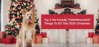 Top 3 Pet-Friendly “PaWWWsomEEE” Things To Do This 2020 Christmas