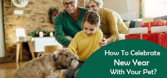 How To Celebrate New Year With Your Pet?