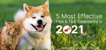 5 Most Effective Flea and Tick Treatments in 2021