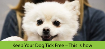 Keep Your Dog Tick Free – This is how