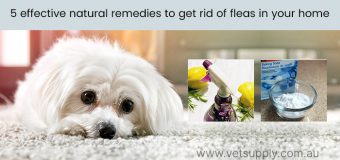 5 effective natural remedies to get rid of fleas in your home