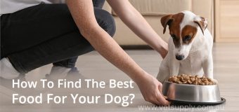How To Find The Best Food For Your Dog?