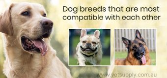 Dog breeds that are most compatible with each other