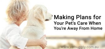 How to take care of your pet when you work full time