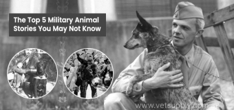 The Top 5 Military Animal Stories You May Not Know