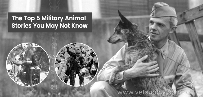 The Top 5 Military Animal Stories You May Not Know
