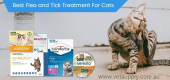 Best Flea and Tick Treatment For Cats in 2024