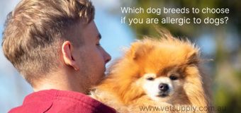 Which dog breeds to choose if you are allergic to dogs?