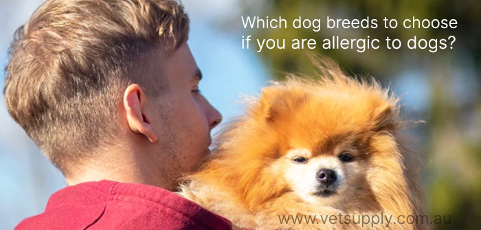 what kind of dogs can you have if you are allergic