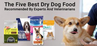 The Five Best Dry Dog Food: Recommended By Experts And Veterinarians