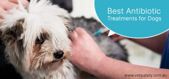 Best Antibiotic Treatments for Dogs