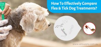 How To Effectively Compare Flea and Tick Treatments for Dogs?