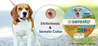 Preventing Canine Ehrlichiosis with Seresto Collar