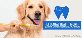 Pet Dental Health Month – Identifying and Preventing Common Dental Problems