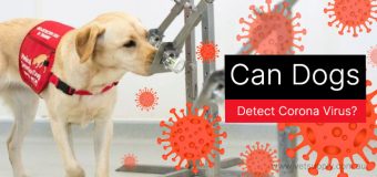 Can Dogs Detect Corona Virus?