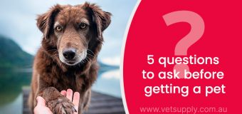 5 questions to ask before getting a pet