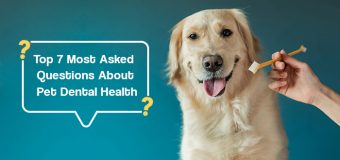 The Top 7 Most Asked Questions About Pet Dental Health