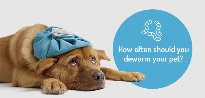 when should you deworm your dog