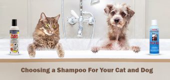 Choosing a Shampoo For Your Cat and Dog