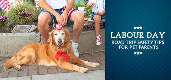 Labour Day: Road Trip Safety tips for Pet Parents