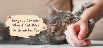 Things to Consider When A Cat Bites Or Scratches You