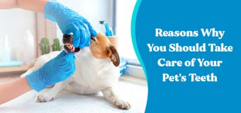 Reasons Why You Should Take Care of Your Pet’s Teeth