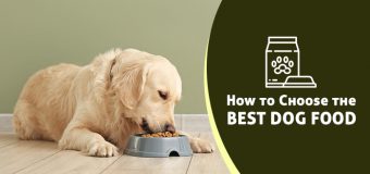 How to Choose the Best Dog Food