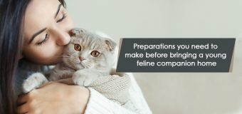 Preparations you need to make before bringing a young feline companion home
