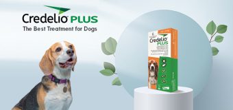 Credelio Plus The best Treatment for Dogs