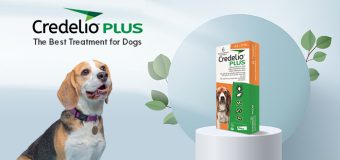 Credelio Plus The Best Treatment for Dogs