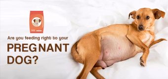 Are you feeding right to your Pregnant Dog?