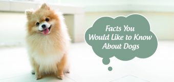 Facts You Would Like to Know about Dogs