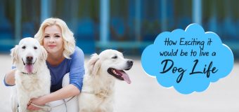 How Exciting it would be to live a Dog’s life