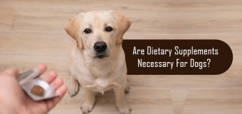 Are Dietary Supplements Necessary For Dogs?