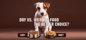 Dry vs. Wet Dog Food – The better choice?