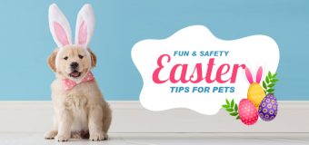 Fun and Safety Easter Tips for Pets