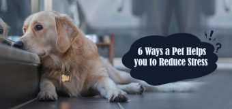 6 Ways a Pet Helps You to Reduce Stress