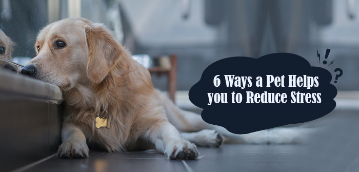 6 Ways a Pet Helps You to Reduce Stress| VetSupply 6 Ways a Pet Helps You to Reduce Stress| VetSupply