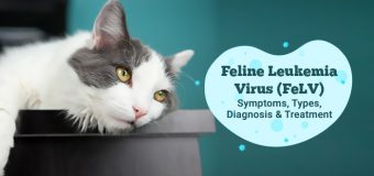 Feline Leukemia Virus (FeLV) – Symptoms, Treatment & More