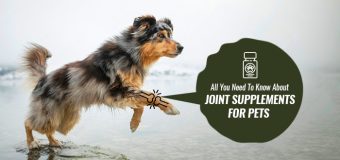 All You Need To Know About Joint Supplements for Pets