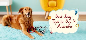 Best Dog Toys to Buy In Australia