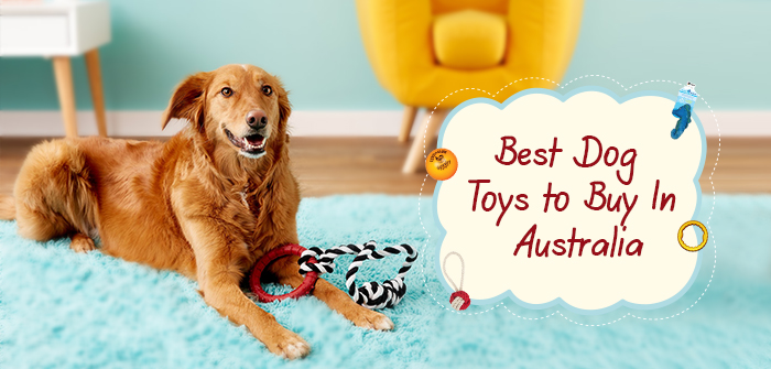 https://www.vetsupply.com.au/blog/wp-content/uploads/2022/06/Best-Dog-Toys.jpg