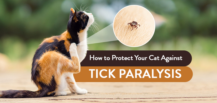 Home remedies for hotsell tick paralysis in cats