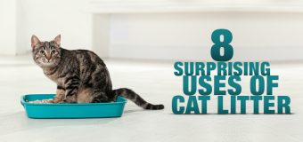 8 Surprising Uses of Cat Litter