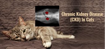 Chronic Kidney Disease (CKD) In Cats