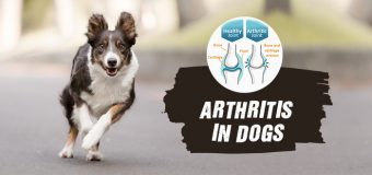 Arthritis In Dogs – Signs, Symptoms, and Treatment