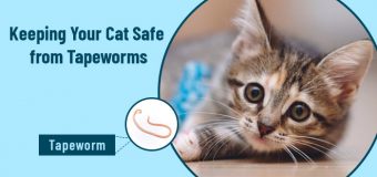 Keeping Your Cat Safe from Tapeworms