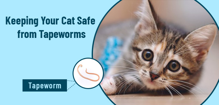 Cat deals tapeworm treatment