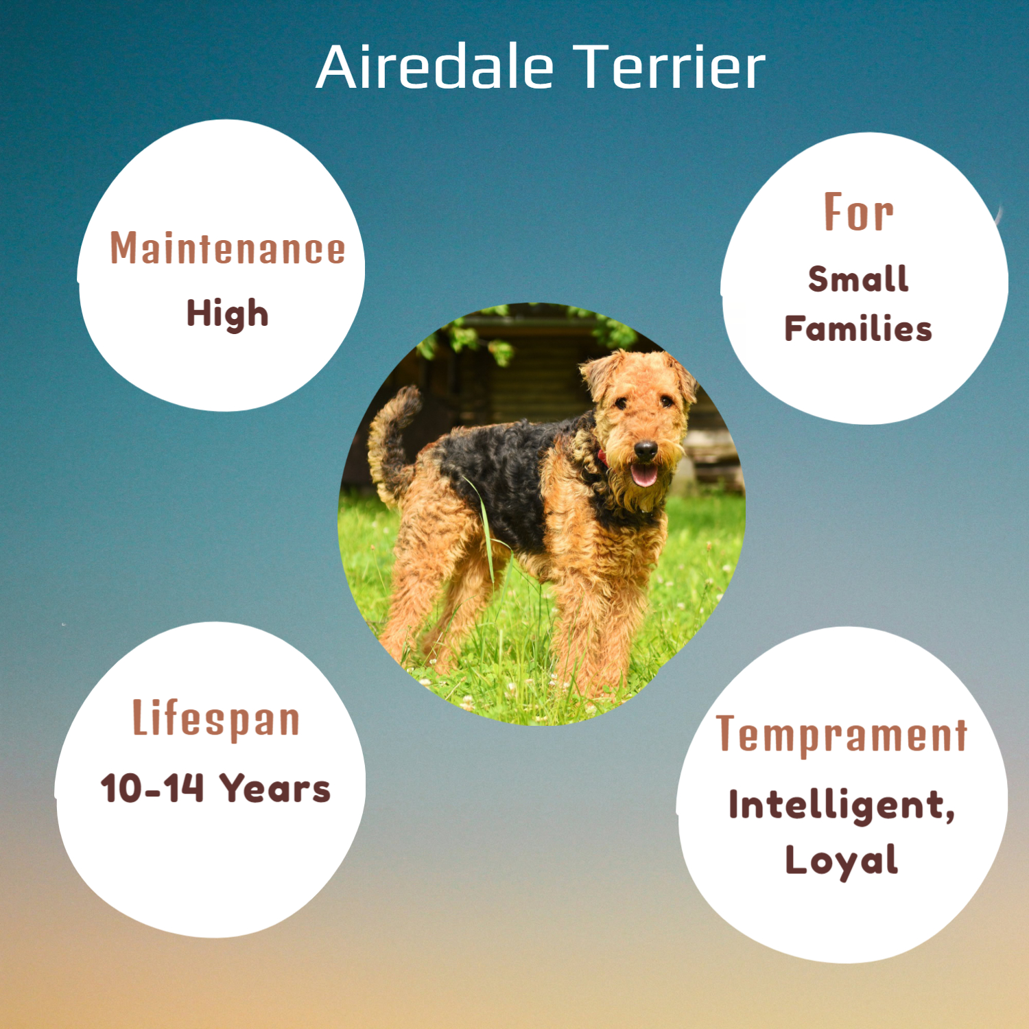 Top 7 Large Breed Dogs In Australia VetSupply